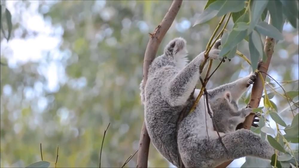  Do you know what baby koalas like to eat