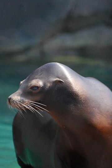 Sea lions say it's time to relax in the sun