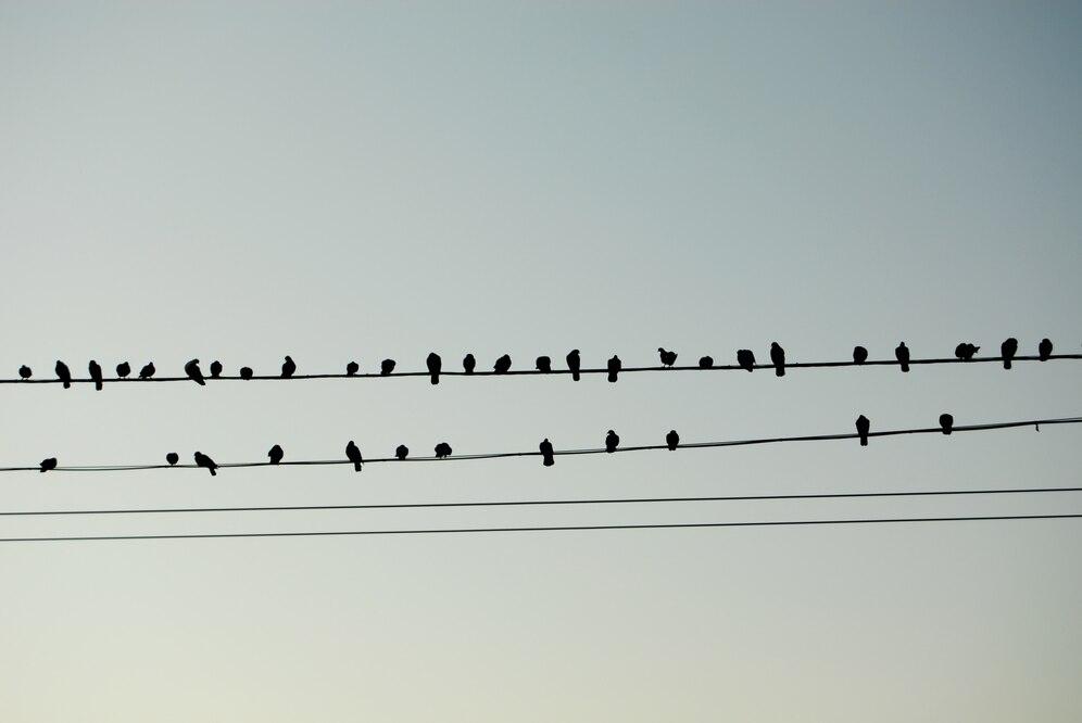 Black and white harmony in the air