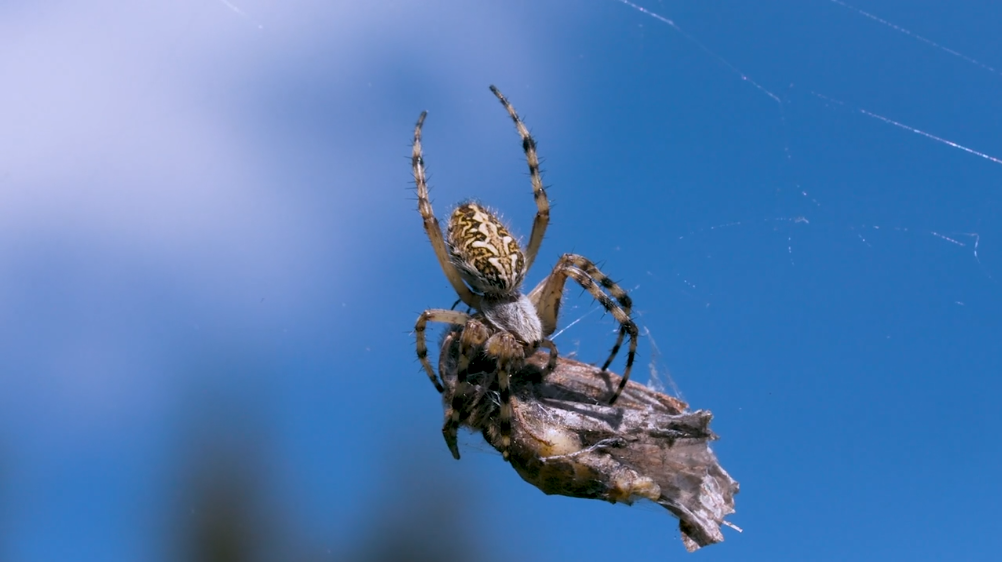 This spider has already caught its prey