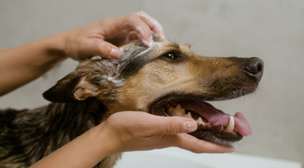 Now we know why some dogs love water