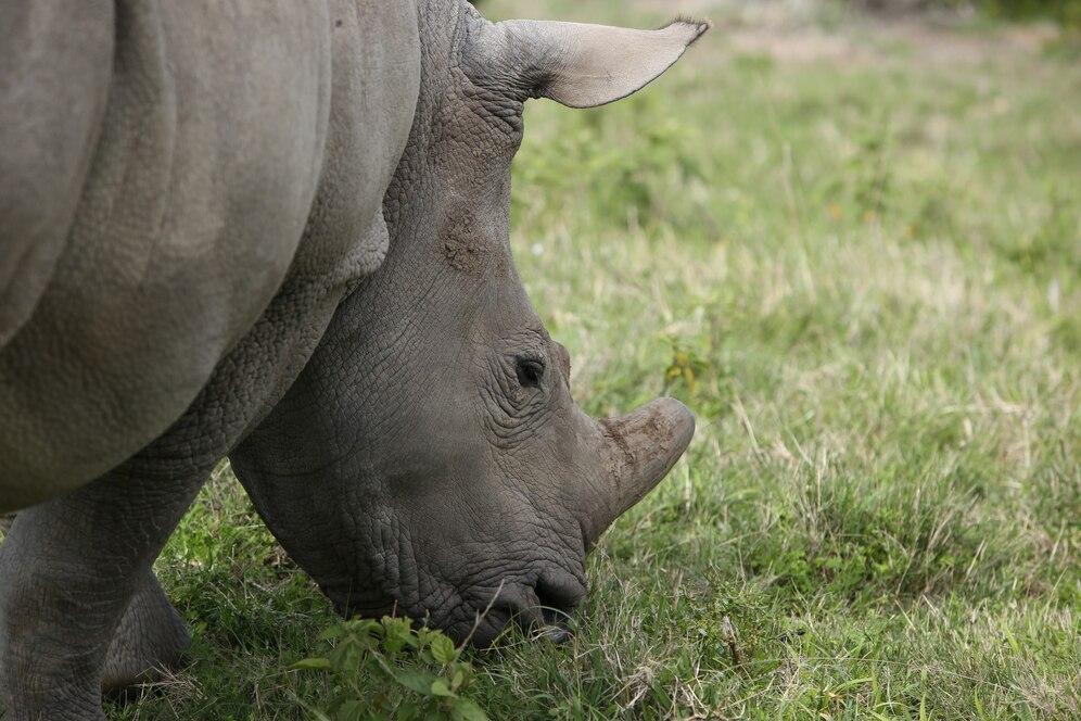 Rhino in search of food