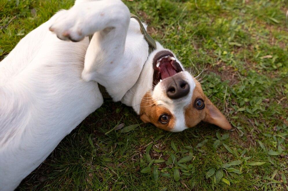 Happy puppy play on the grass