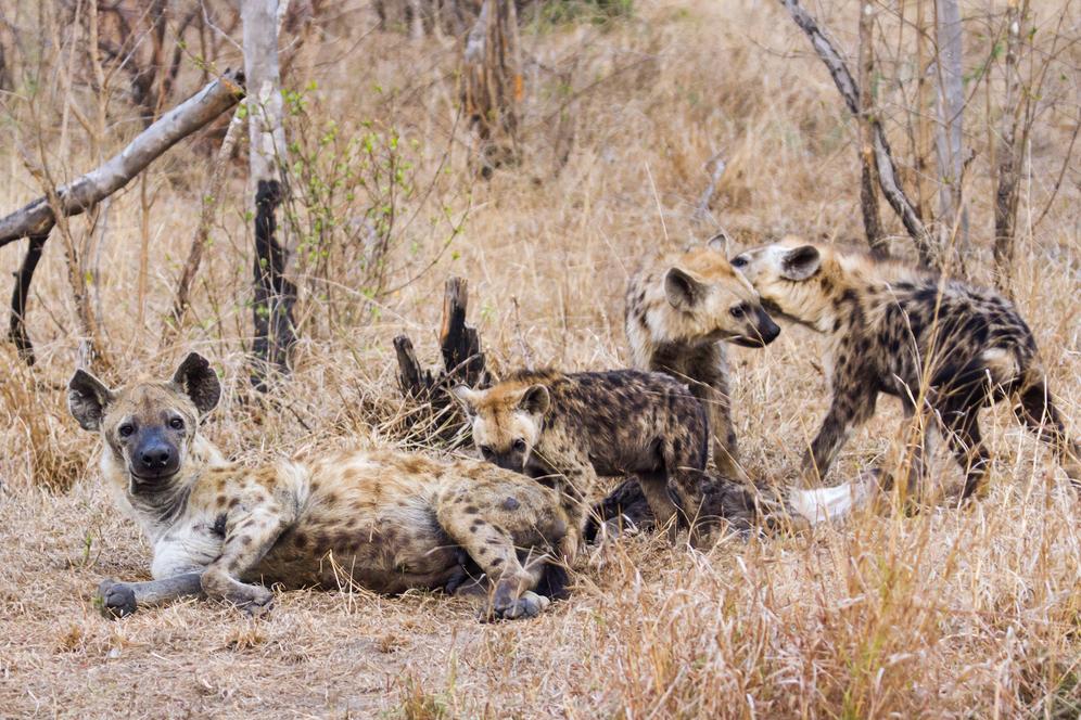 Discover one of Africa's most common carnivores