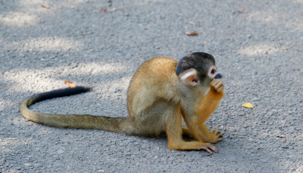 Oh, no did we wake up this cute monkey