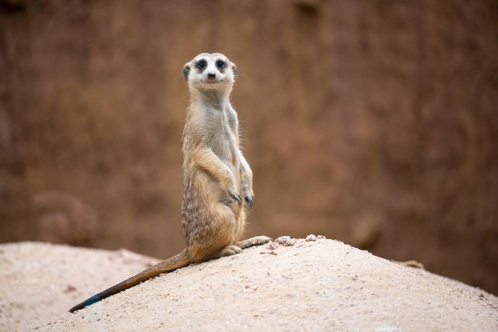 You must love this meerkat, isn't he the sweetest