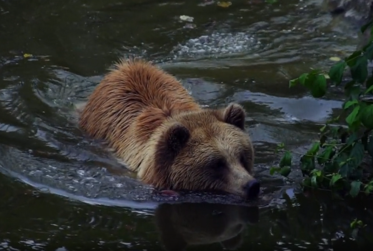 Brown bear in the river