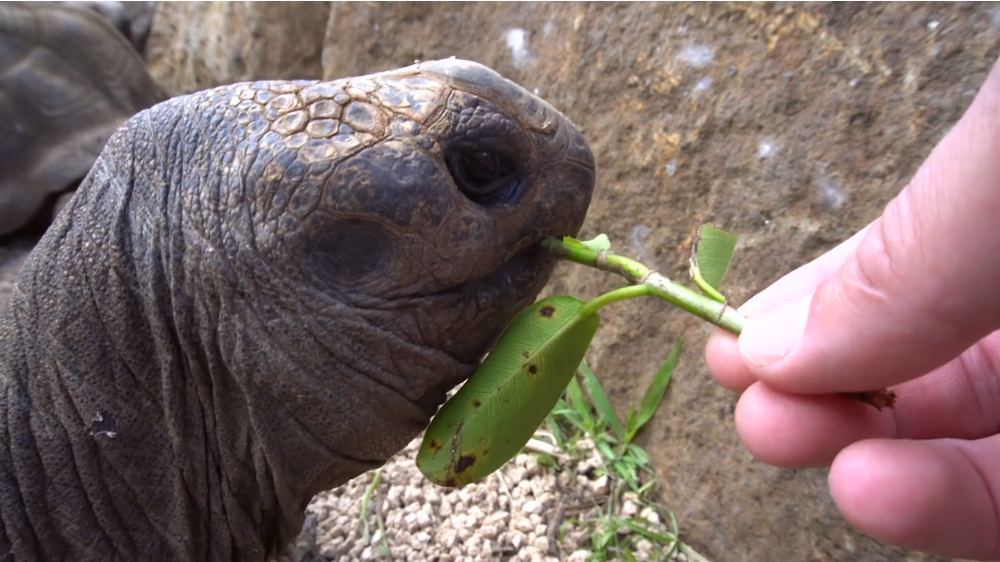 Slow down little fellow, the salad is not going anywhere