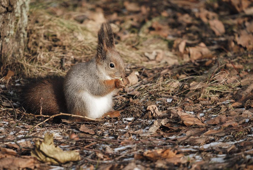 Did squirrel find what she was looking for