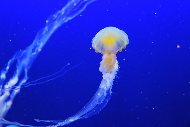  Get acquainted with the amazing Jellyfish invertebrates