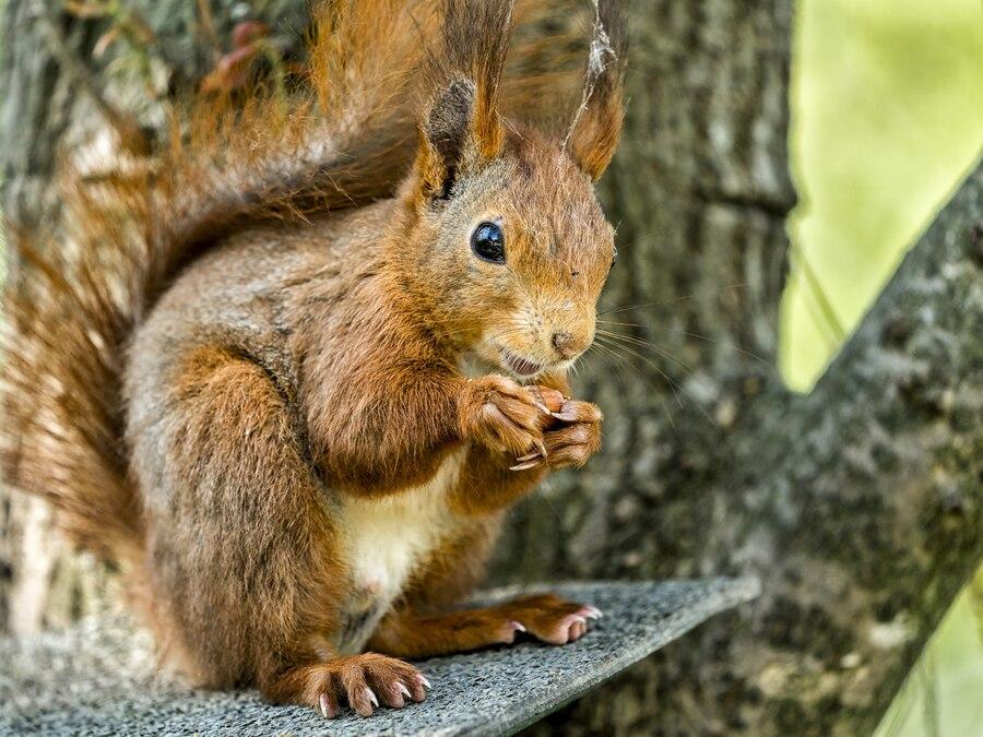 This squirrel is really hungry