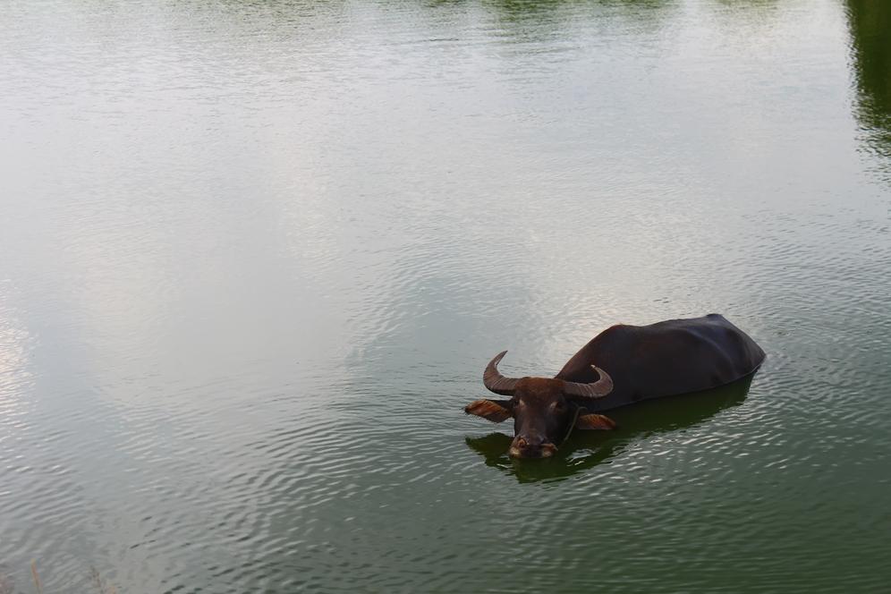 This bull is really enjoying the water