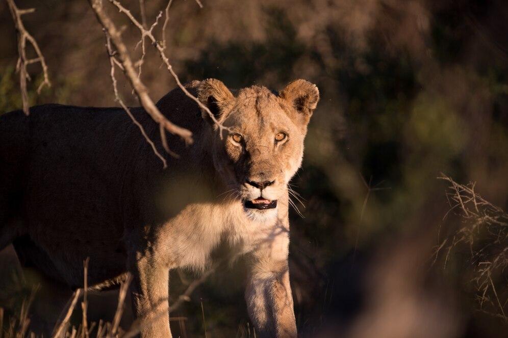 One look at this magnificent animal is enough to leave you speechless