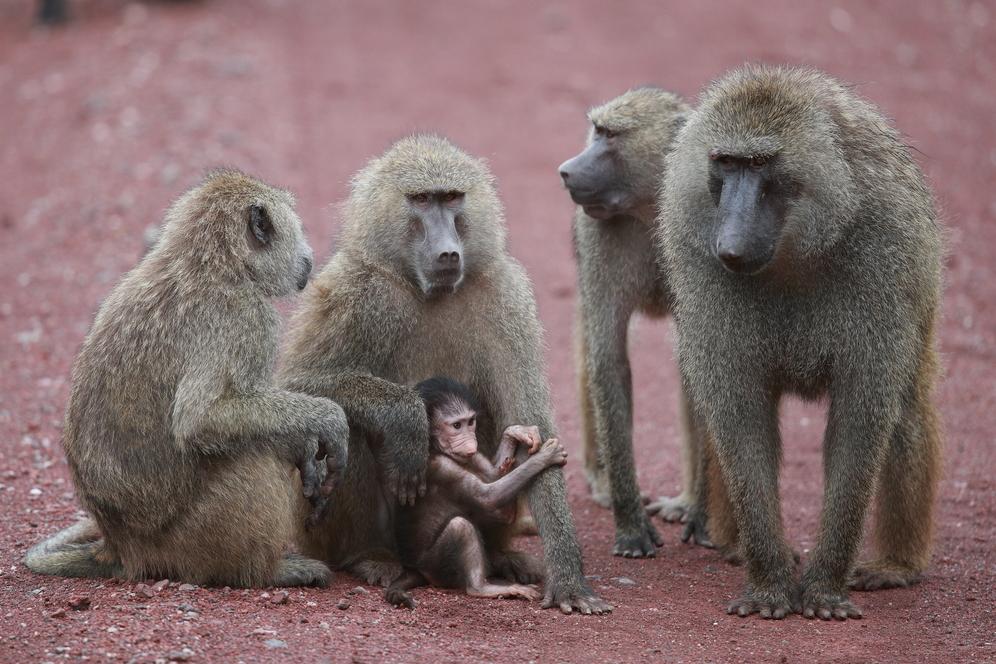 A family of Baboons