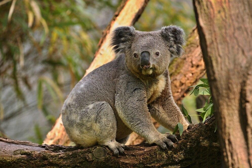 Let's not disturb this Koala while eating favorite food