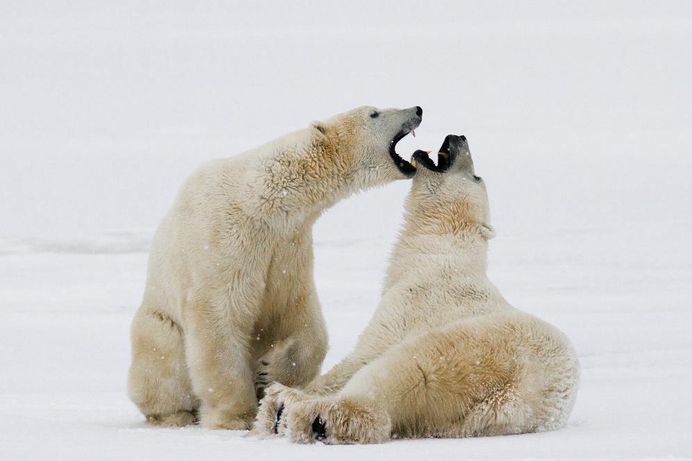 They are so cute playing like this. Polar bear always surprise