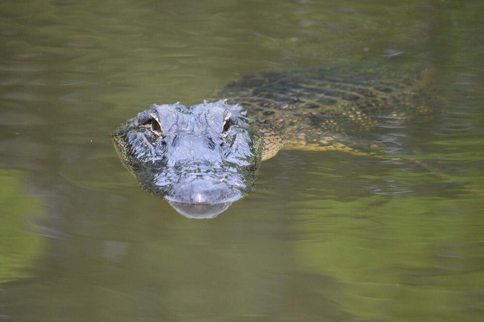 This crocodile is coming you better run