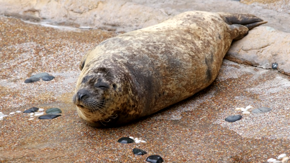 Seal on the sandy beach