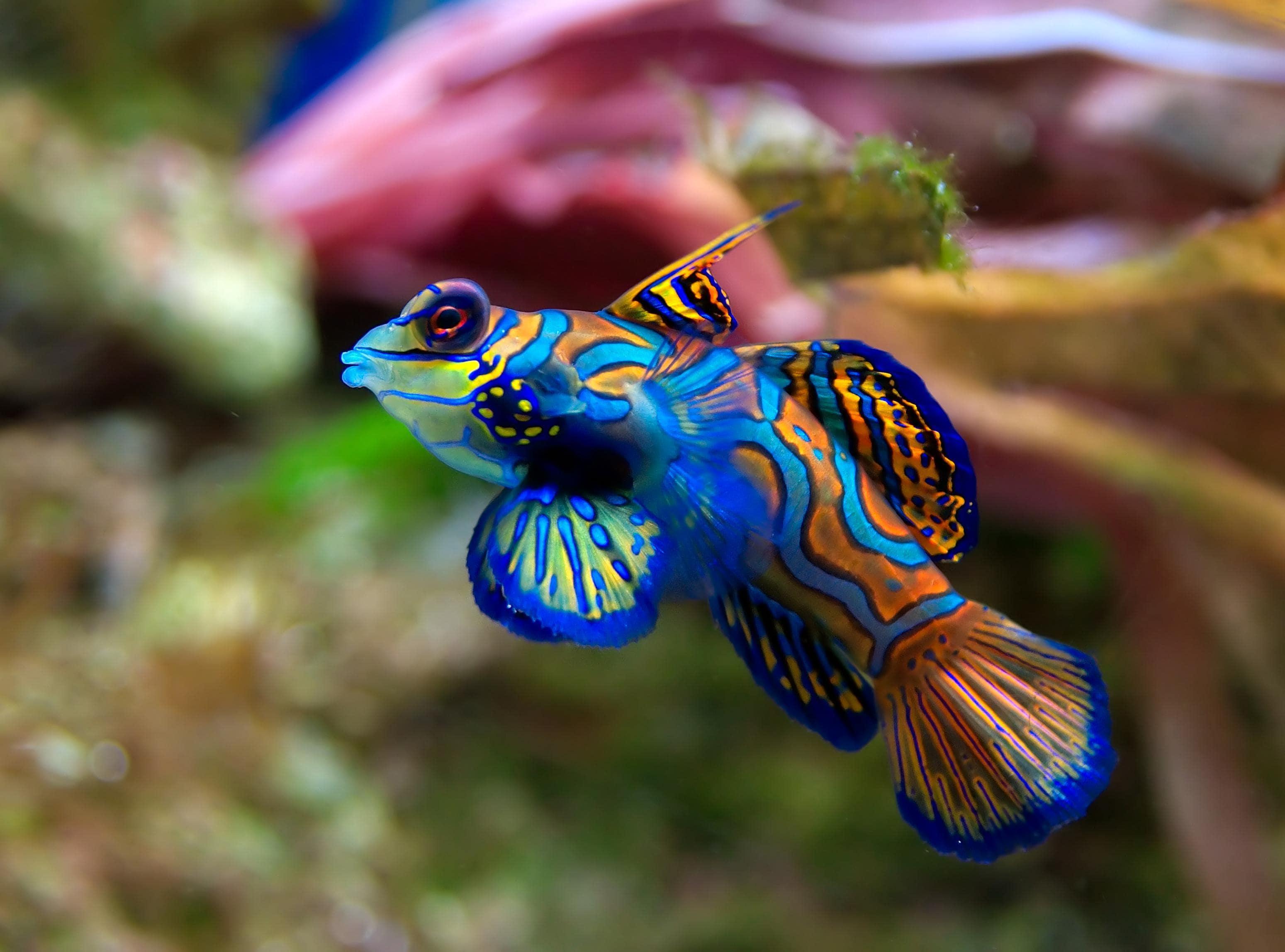 Mandarinfish beautiful colors owe to cells that reflect light