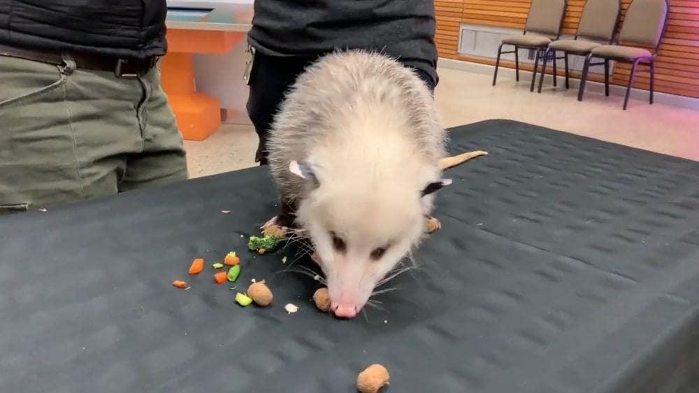 Discover what opossums like to eat the most