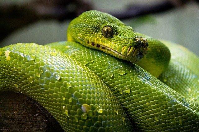 There are more than 3000 species of snakes