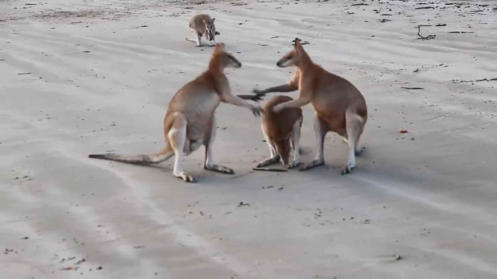 Are these kangaroos fighting or dancing