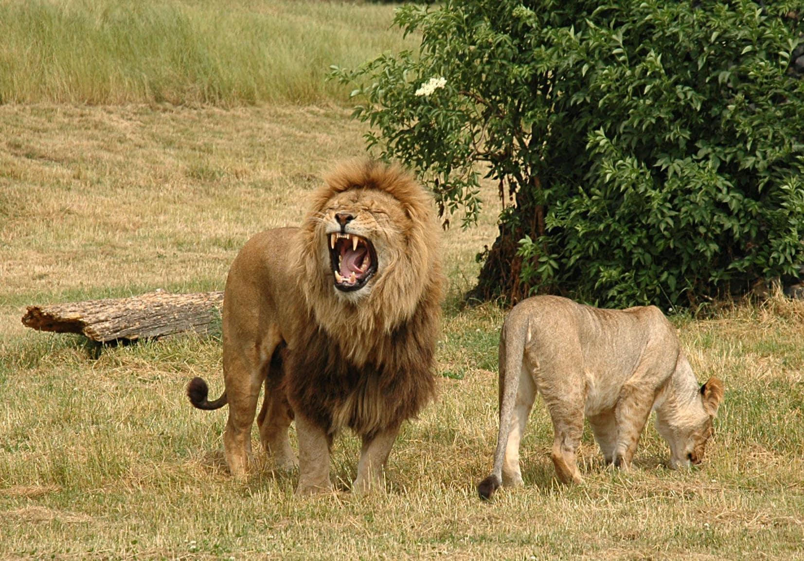 Enjoy these cute lion cubs