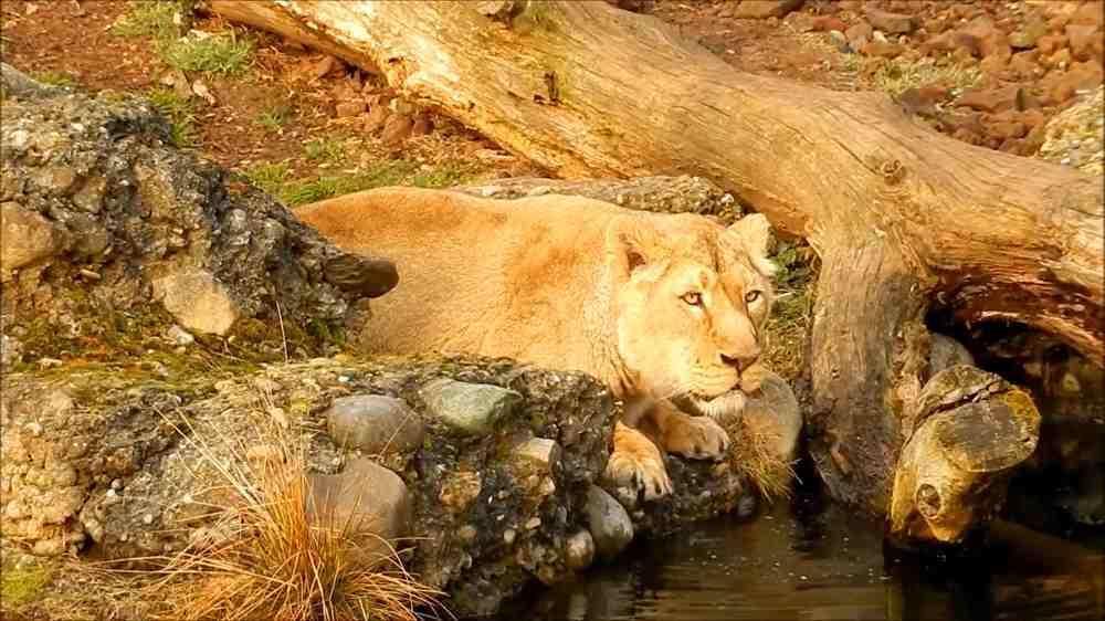 These big cats can survive a few days without water