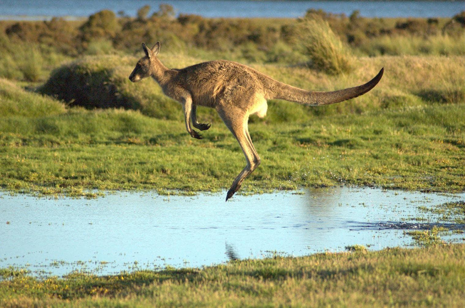 Meet the sweet Kangaroo family