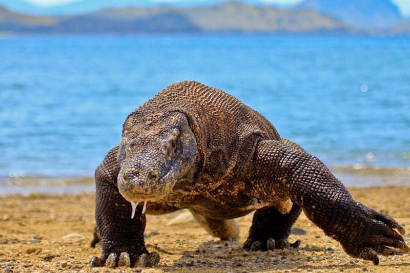 Don’t get too close to the Komodo dragon