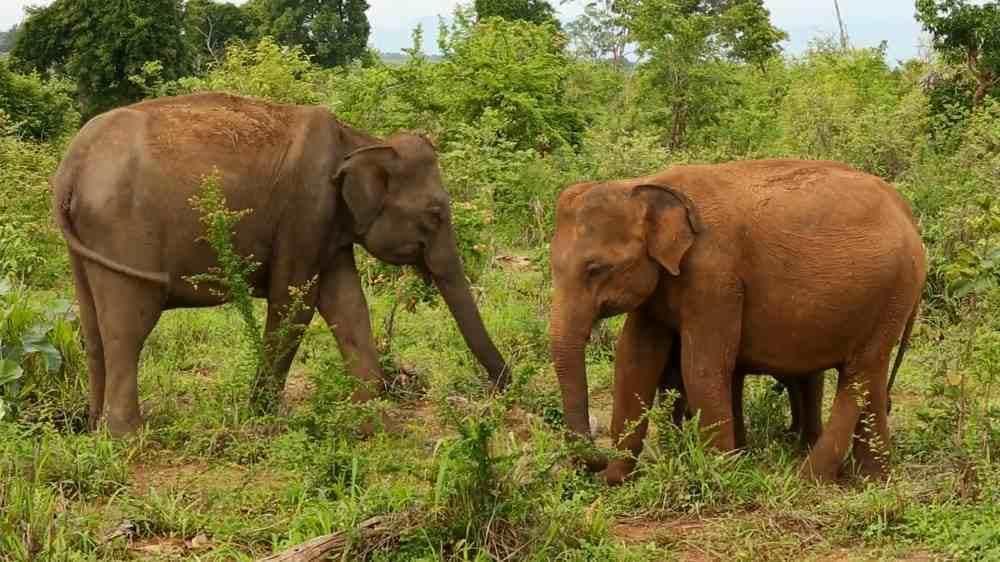 Take a look at the largest existing land animals