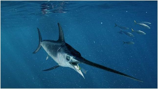 Learn more about the swordfish, a fast and strong predator