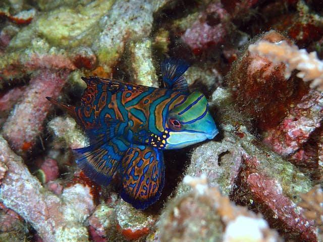 Females mandarin fish search for mates near the reefs