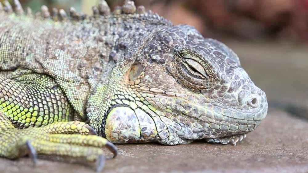 Just like any other animal, Iguana also like to rest