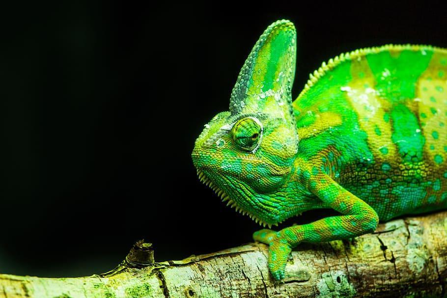 Try to guess the true chameleon color