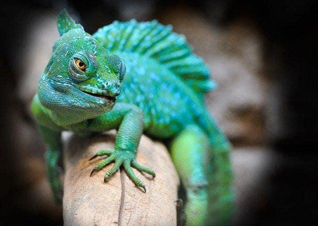 Reptiles have hard skin that protects them from injury