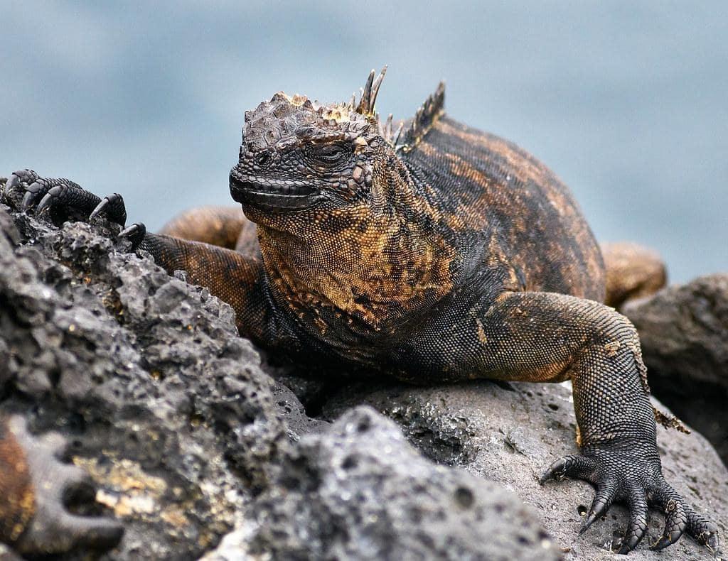 Lizards are easy to recognize. Take a closer look at the basic features