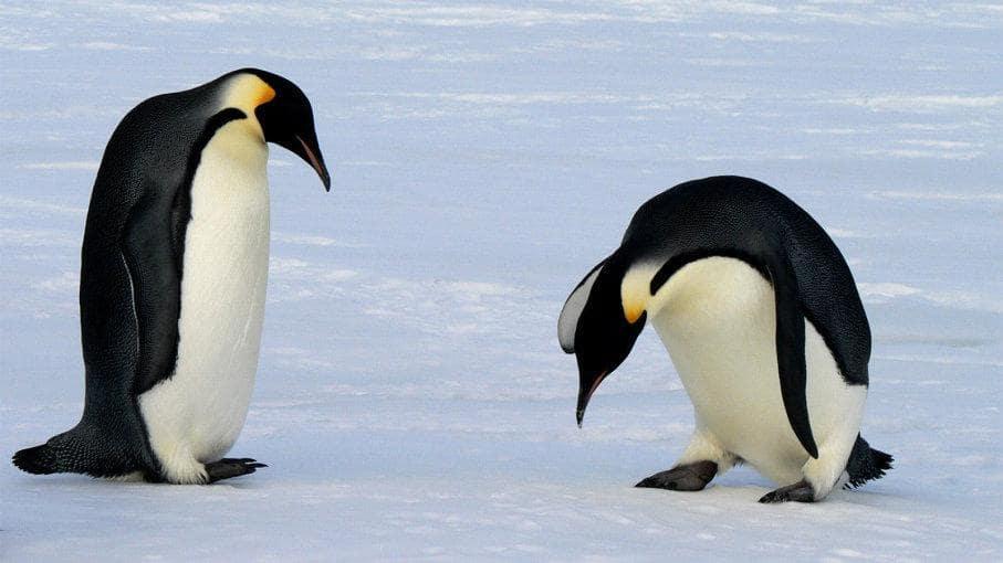 Those cool black and white animals... Enjoy sweet penguins