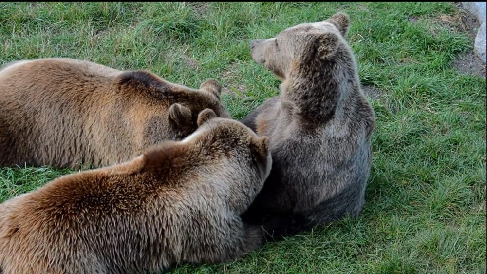 Check out this happy family of brown bears