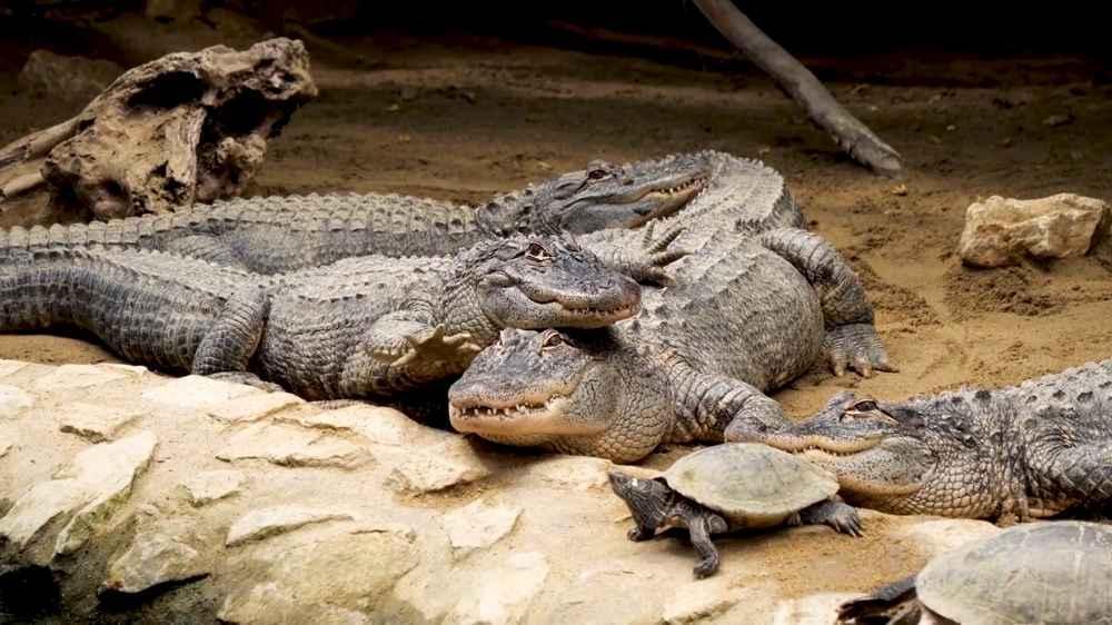 Check this Alligator family