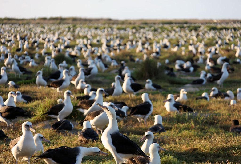 Discover Albatrosses, one of the largest flying birds