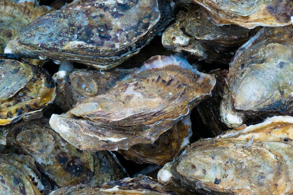 How much do you know about oysters, the saltwater shells