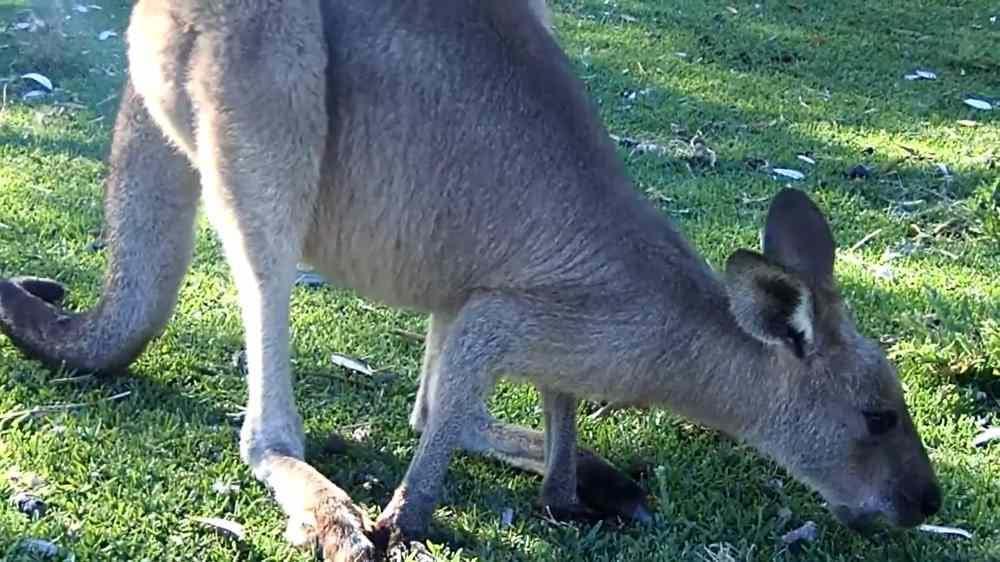 What is the favorite food for this Kangaroo