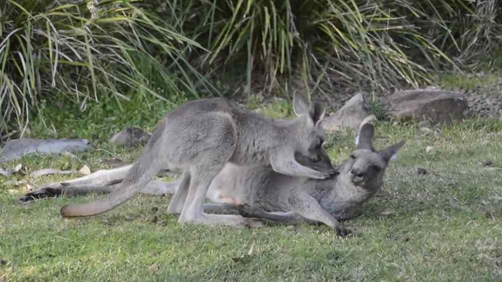 Kangaroo’s game can also be fun