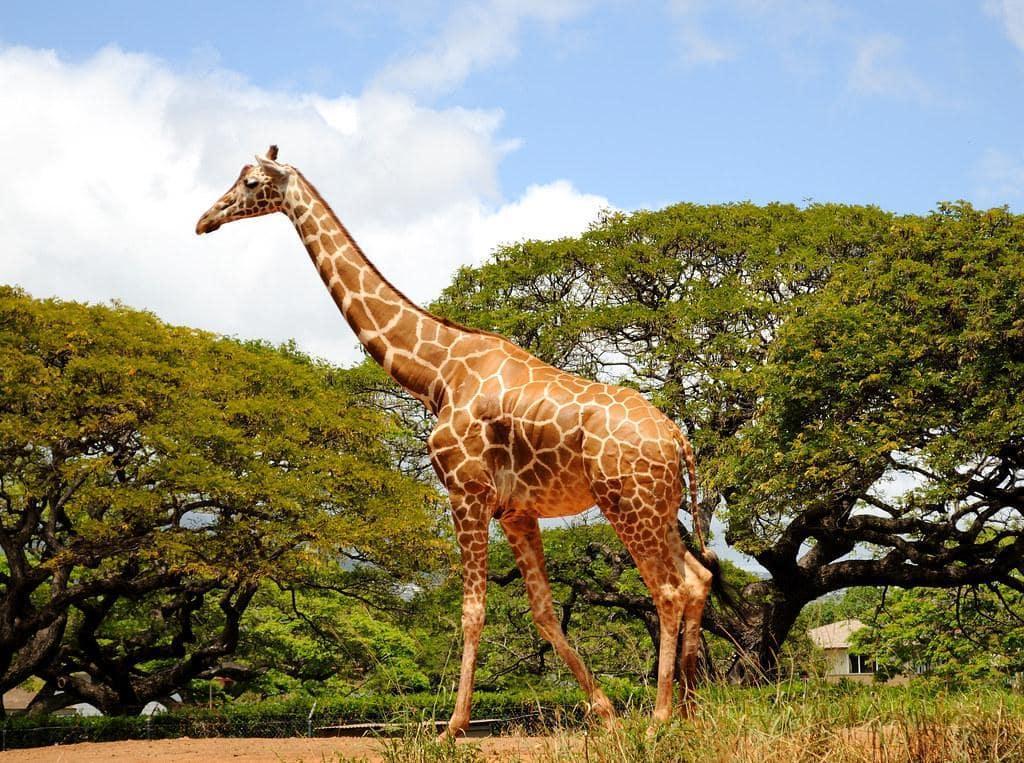 Giraffes are the tallest mammals