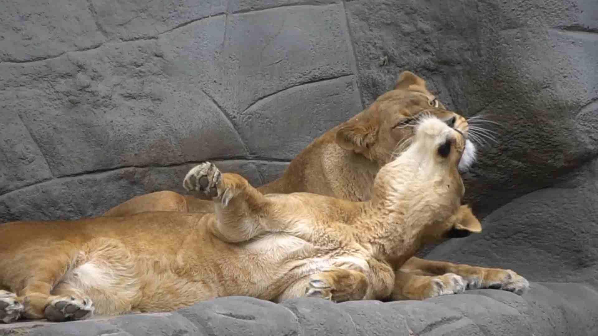 Lions are brave and strong, but they also like to rest a lot