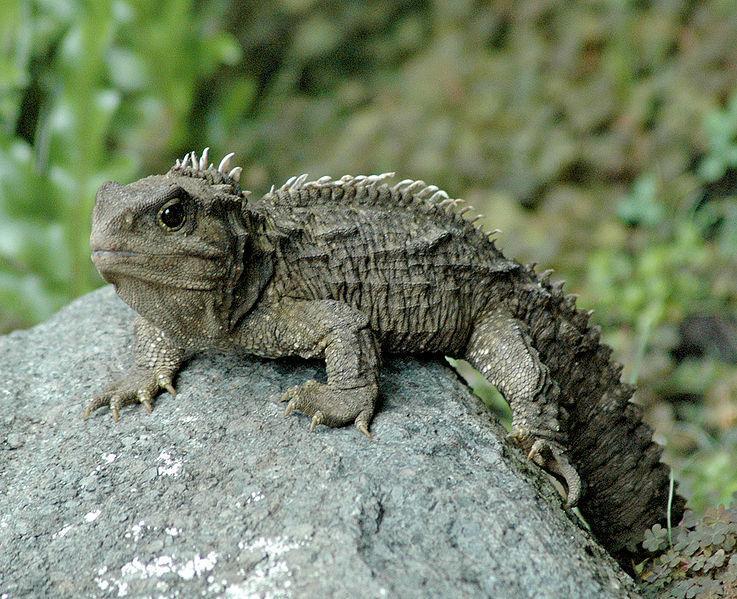 Tuatara may look like a lizard, but it is much more unique