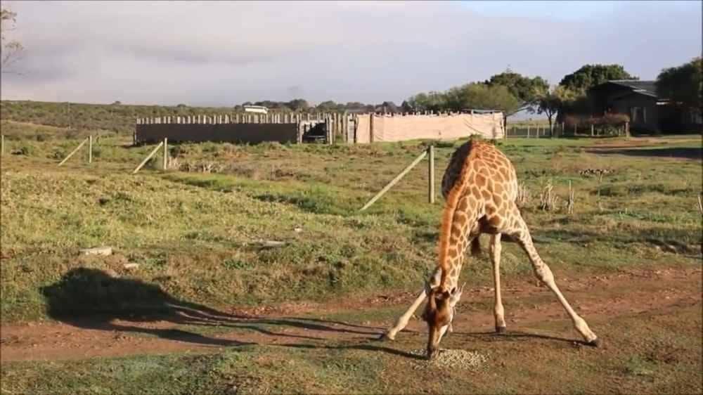 Learn firsthand about giraffes