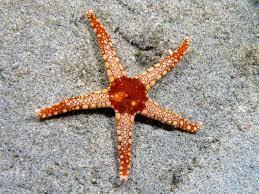 Starfish is one of the most beautiful sea depths inhabitants