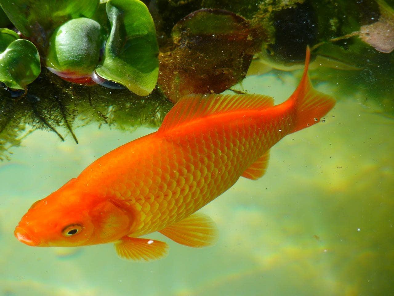 Take a close look at this goldfish and make a wish